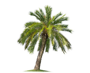 Wall Mural - isolated big palm tree on white background.large palm trees database botanical garden organization e