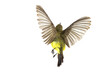 Olive-backed sunbird who are spreading their wings Yellow-bellied sunbird; isolate on White Background