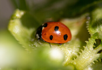 Sticker - Ladybug on a green leaf of a tree.