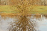 Fototapeta Konie - In Provence, a tree in a mirror