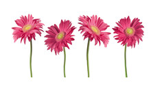 Beautiful Pink Gerber Daisies Flowers Isolated On Transparent Background