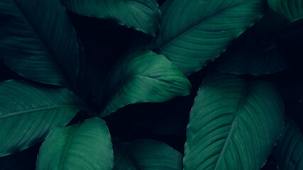 closeup nature view of tropical leaves background, dark nature concept	