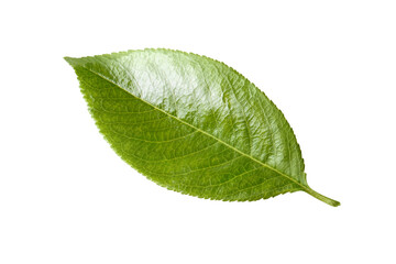 Single green leaf, isolated on white background