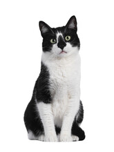 Handsome Black And White House Cat, Sitting Up Facing Front. Looking Towards Camera With Green Eyes. PNG Format. Isolated Cutout On A Transparent Background.
