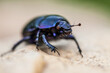 dor beetle on a stone, blue purple beetle, indigo insect