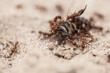 honey bee extinction