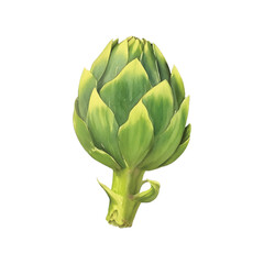 Wall Mural - artichoke hand drawn with watercolor painting style illustration