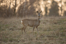 Roe Deer In The Wild Watching At The Lens