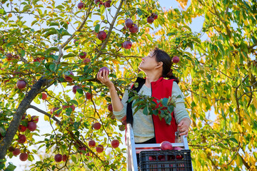 Wall Mural - Harvesting apples, woman on ladder picking red ripe apples from tree