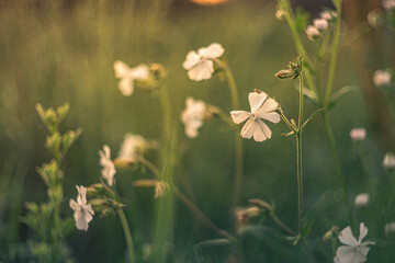 Wild flowers