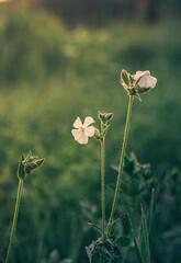 Wild flowers