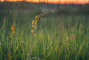 wild flowers