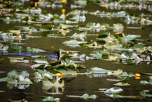 American Coot (Fulica Americana) Swimming In A Lily Pad Covered Lake At Yellowstone National Park