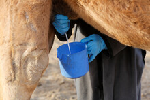 Bedouin Milking A Dromedary