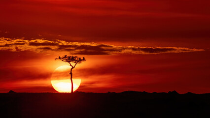 Wall Mural - Vultures in silhouette perched in a tree against the setting sun. Red sky sunset in the Masai Mara, Kenya