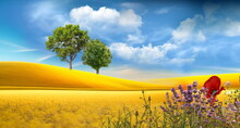  Meadow Of Wheat Trees And Wild  Flowers On Field Sunslight Blue Sky With White Clouds Summer Banner 