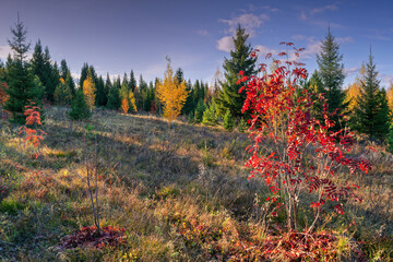 Wall Mural - Autumn landscape at sunset in the mountains on a warm sunny day.