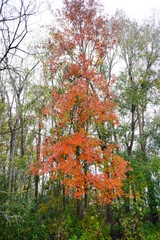 Poster - Colorful winter tropical tree leaf