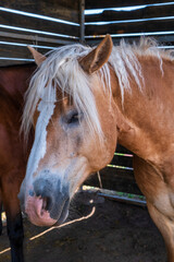 Sticker - portrait of a horse