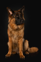 Wall Mural - German shepherd dog sitting on black background