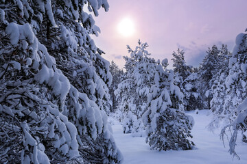 Wall Mural - Sunset in the snowy forest