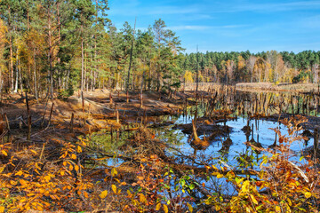 Poster - ein versunkener Wald im Sumpf  - a sunken forest in the swamp