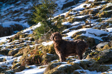 Wall Mural - with the dog, a pudelpointer, in the hunting season on the mountains at a sunny winter day