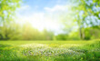 canvas print picture - Beautiful blurred spring background nature with blooming glade, trees and blue sky on a sunny day.