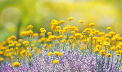 Cute fluffy little yellow wildflowers in nature on a meadow on sunny spring or summer day. Soft selective focus.