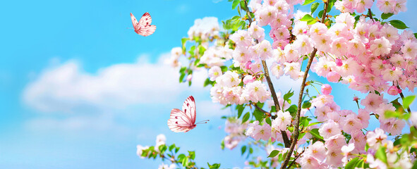 Wall Mural - Large-format spring image of blooming nature. Branches of pink cherry blossoms and fluttering butterflies against a blue sky with clouds on bright sunny day.