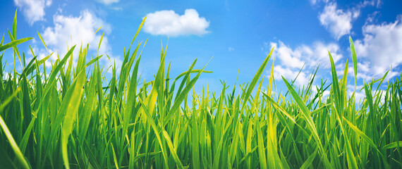 Aufkleber - Beautiful wide format macro image of growing young juicy fresh green grass against a blue sky with clouds in nature summer or spring.