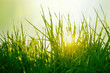 Spring juicy grass with blurry selective focus. The sun shines through the young green grass in spring in nature outdoors, macro.