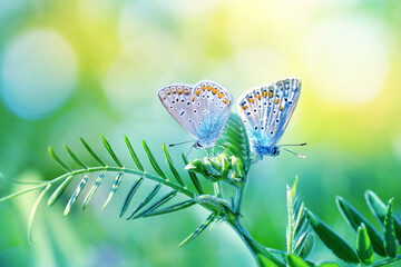 Fotomurales - Two blue butterflies Polyommatus icarus in nature outdoors. Butterflies on a spring summer meadow in sunlight in lush grass, macro.
