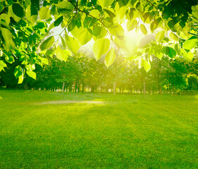 Aufkleber - Beautiful spring background. View of natural park with a green lawn through young juicy foliage of trees in rays of soft sunlight.