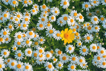 Aufkleber - Field of daisies top view. Texture natural background of many flowers chamomile in meadow in grass.