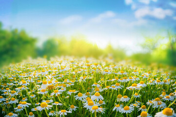 Aufkleber - Beautiful blurred spring floral background nature with blooming glade of daisies and blue sky on sunny day.