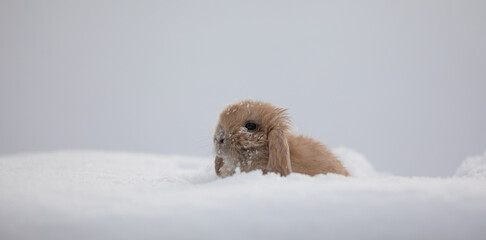 Wall Mural - brown little rabbit in winter