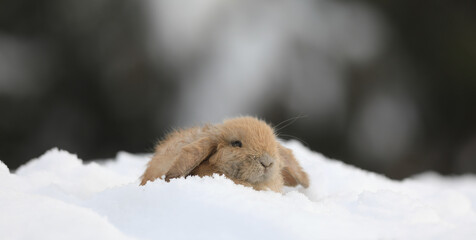 Wall Mural - brown little rabbit in winter