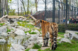Tiger im Zoo in Straubing