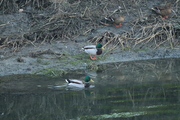 Two pairs of mallards, one in the water