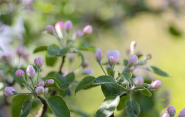 Canvas Print - pink apple tree flowers buds on green background