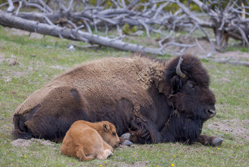 Wall Mural - american bison in park national park, american bison in park, american bison, Yellowstone National Park