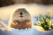 Fuzzy Smiling Groundhog Bravely Crawls Out of Snowy Burrow Near Snowdrops on Groundhog Day.