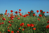 Fototapeta Kwiaty - poppies in the field, flower meadow