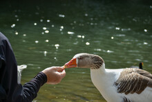 Man Handfeeding A Goose At A Lake