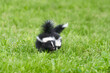 Two baby skunks playing together in the grass.