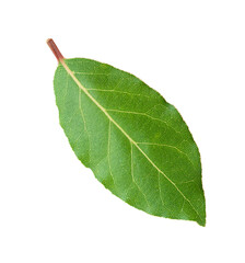 Canvas Print - One fresh bay leaf isolated on white background