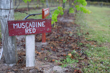 Muscadine Grape Vines In A Winery In Bradington Florida 
