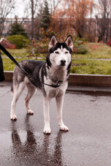 Husky male on road with raised ears. Ammunition for sled dogs. Alaskan Malamute with blue eyes and pink spot on nose. Dog`s fur. Pet care. Domestic wolf.