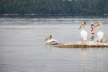 Two White Pelican On Rock, One Pelican Swimming  In The River